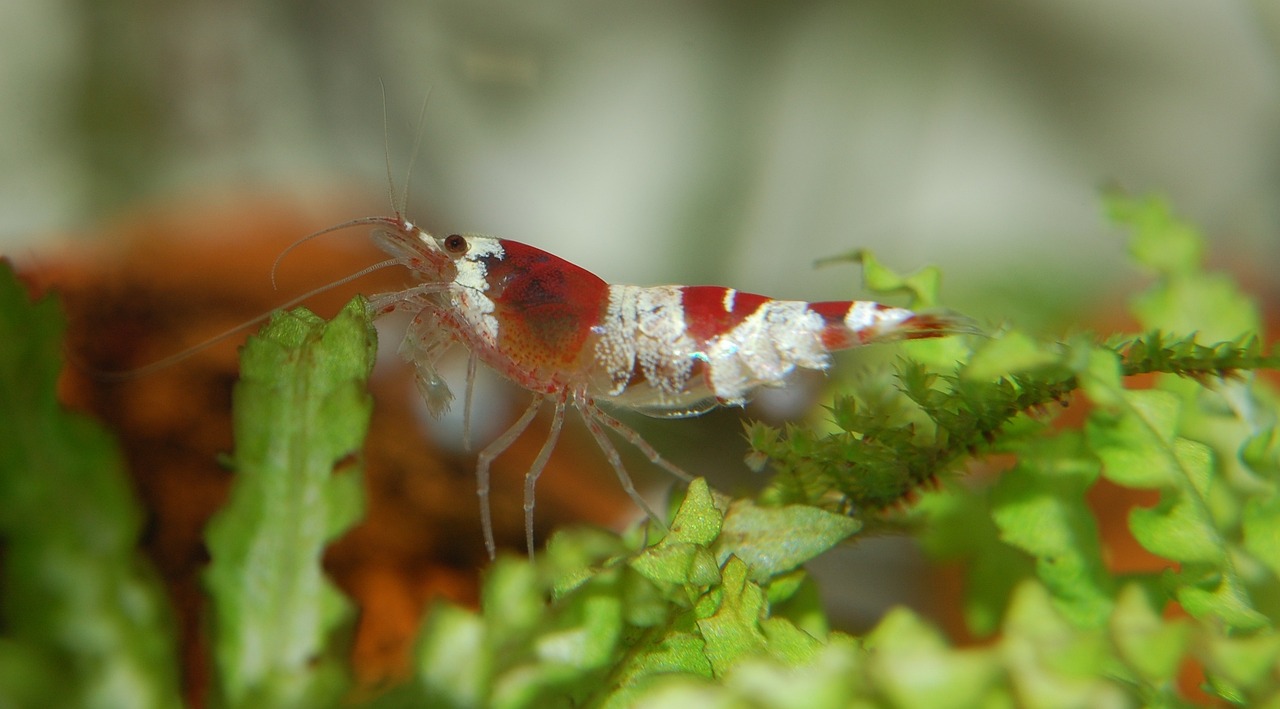 How to Create a Flavorful Shrimp Scampi